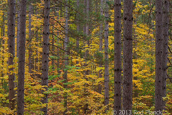 Autumn Forest, Foggy Bogs and Lake Superior Shoreline, Porcupine Mountains Wilderness State Park and Environs, Michigan